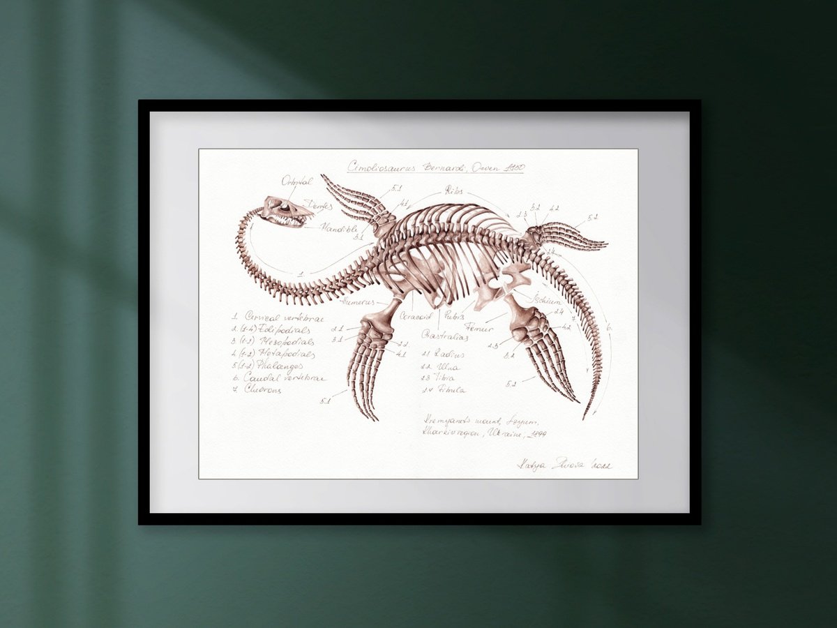 CIMOLIOSAURUS BERNARDI, Plesiosaurus from Ukraine by Katya Shiova