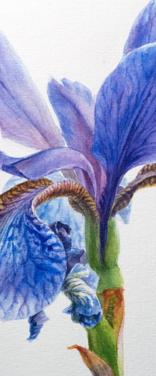Iris by Lida Duchnewitsch