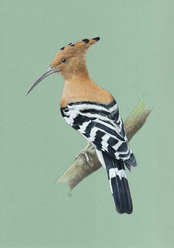 Eurasian hoopoe