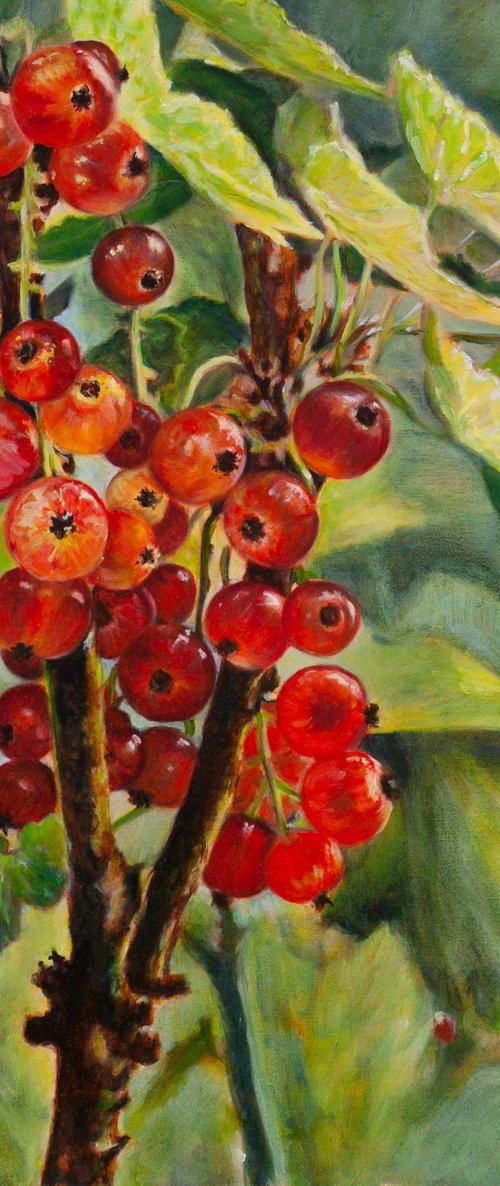 Redcurrants by Liudmila Pisliakova