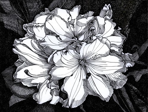 MELROSE FLASH RHODODENDRON by Nives Palmić