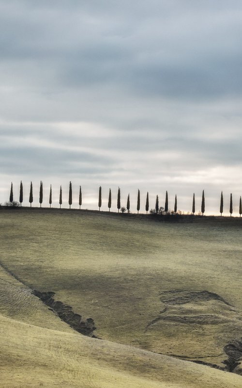 Fifty cypress trees by Karim Carella