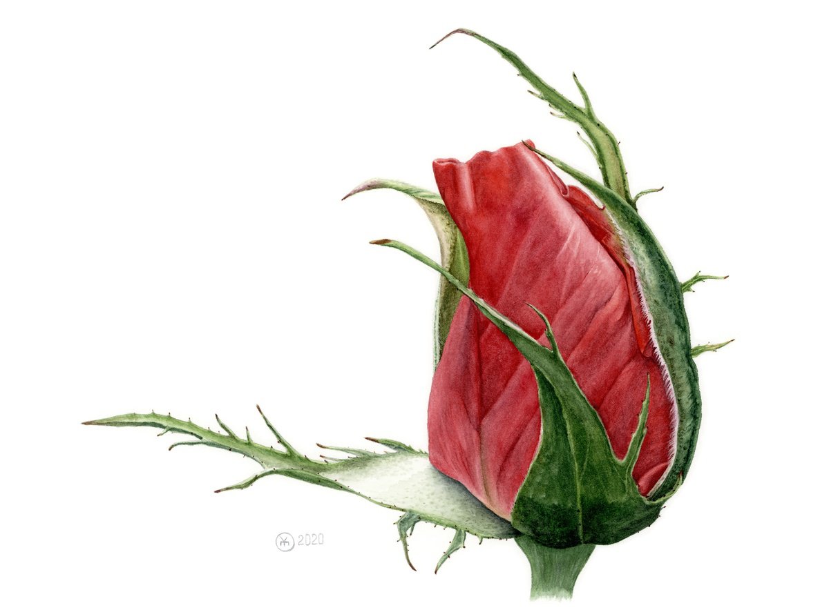 Photorealistic Botanical Watercolour By Yuliia Moiseieva, 15 X 11", Red Rose Bud, Original Artwork
