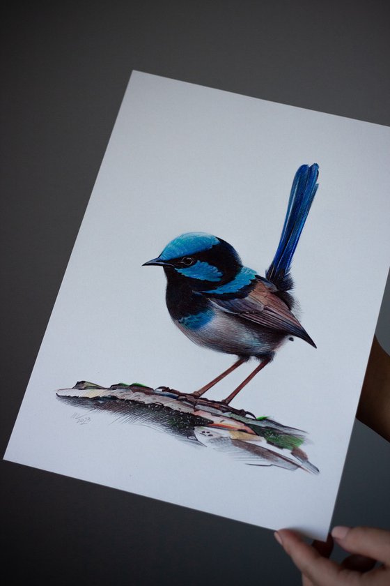 Superb Fairywren