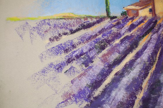 Lavender field in Provence. Medium dry pastel drawing bright colors France