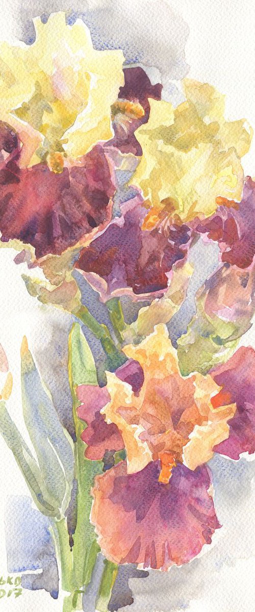 Irises / Burgundy yellow Floral watercolor by Olha Malko