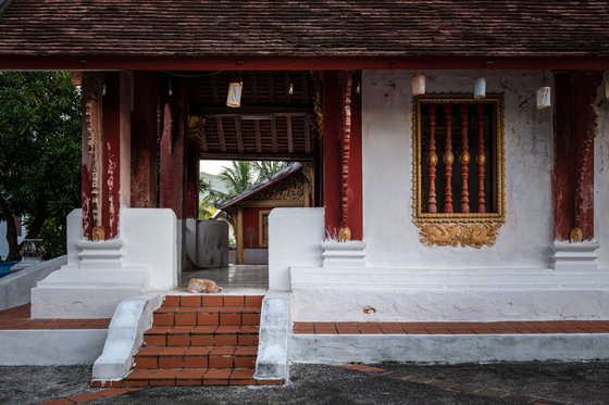 Temple Dogs of Laos No.6
