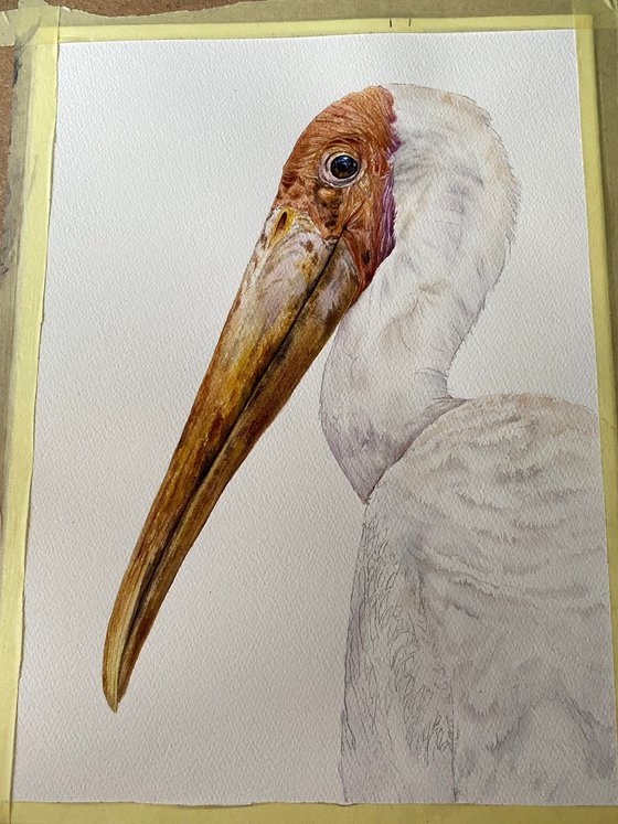 Painted Stork, bird portrait