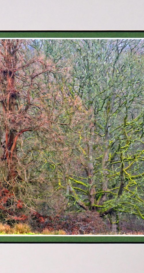 Winter Trees by Robin Clarke