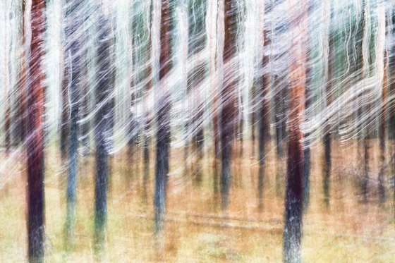 Conifers (studio 4)