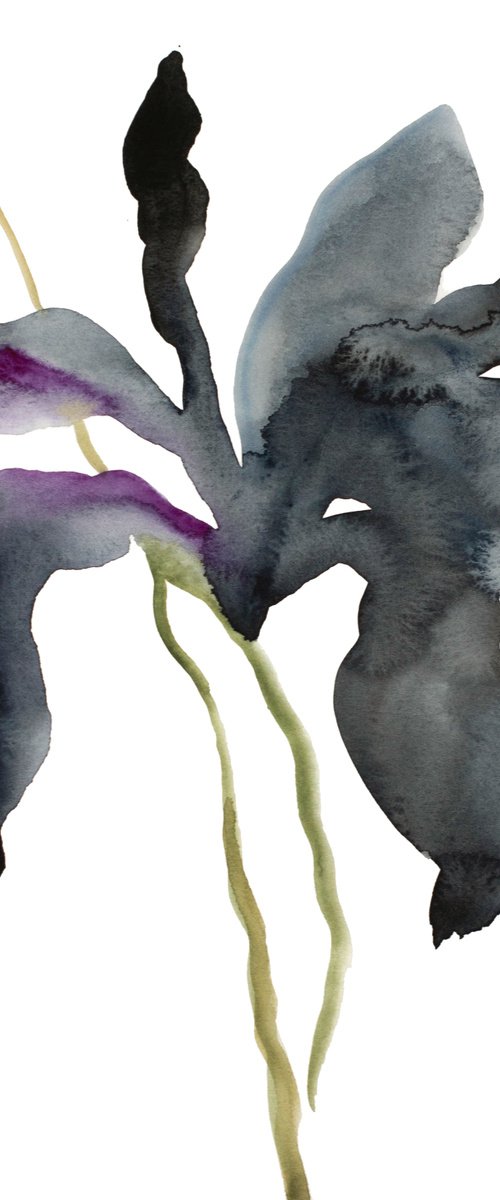 Iris No. 135 by Elizabeth Becker