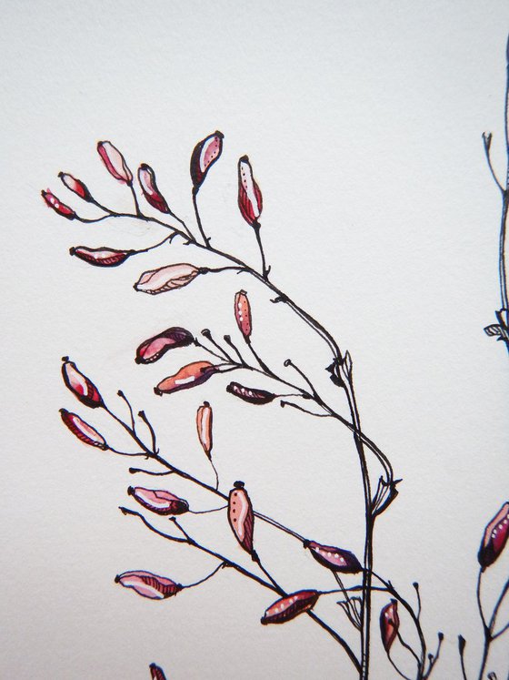 Barberry twigs