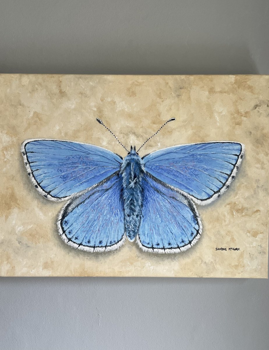 Adonis Blue by Shayne McGirr