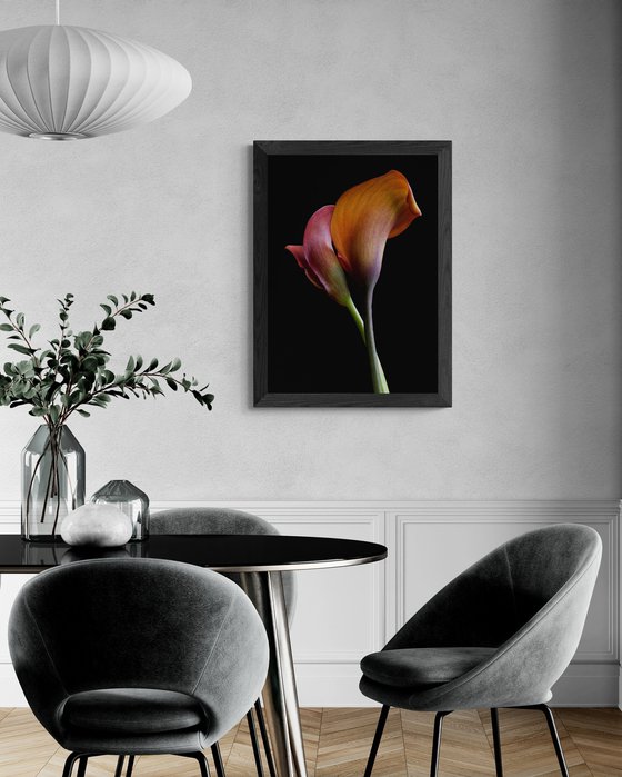Orange Pride Calla Lilies