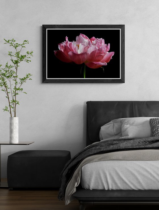 Peony in Pink