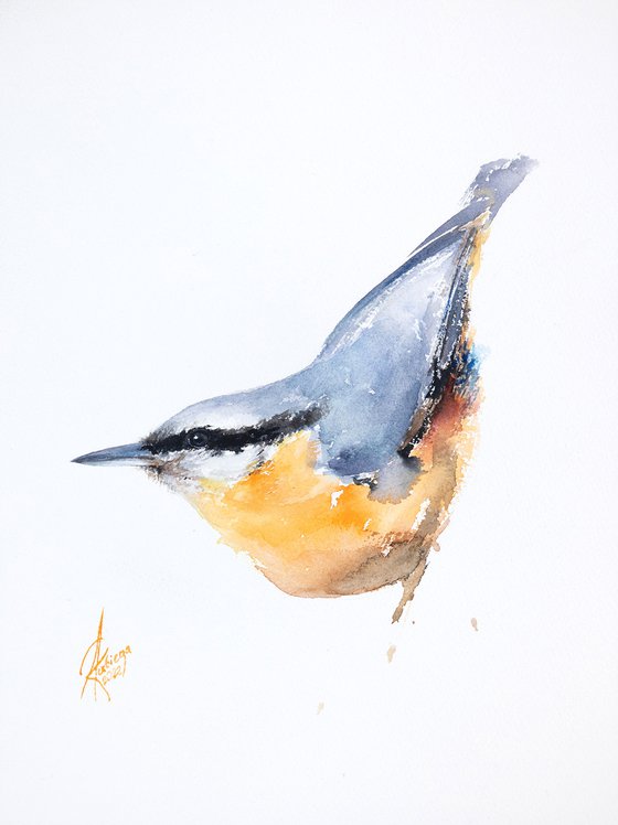 Nuthatch