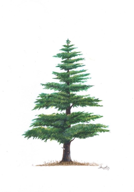Himalayan Cedar Tree II