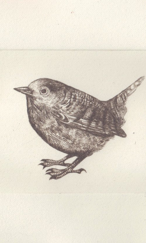 Wren by Georgia Flowers