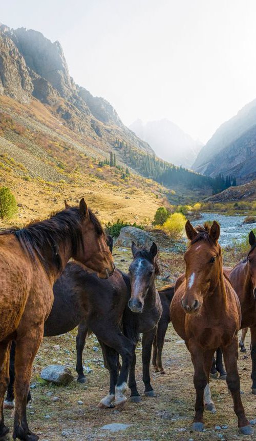 Wild Horses of KZ Metal Print by Serge Horta