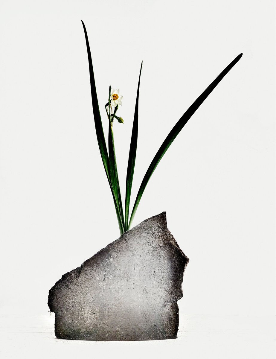 White Light#017-Narcissus- by Keiichiro Muramatsu