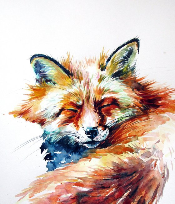 Sleeping red fox