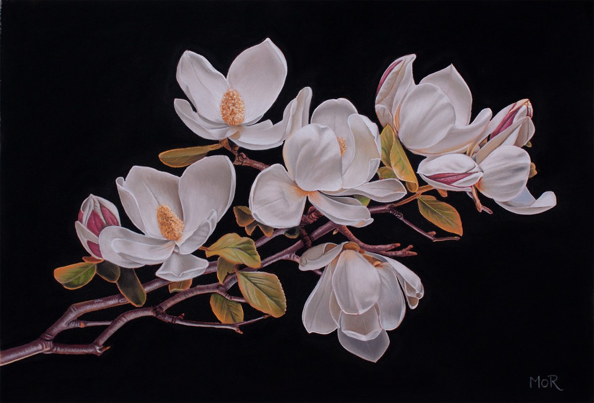Magnolia Blossoms in Full Bloom by Dietrich Moravec