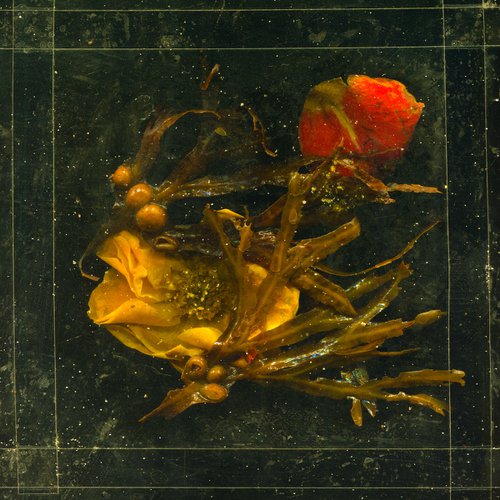 Flowers of Mourning 2 by Jochim Lichtenberger