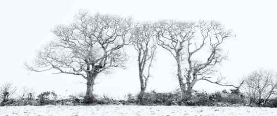 Three Winter Trees