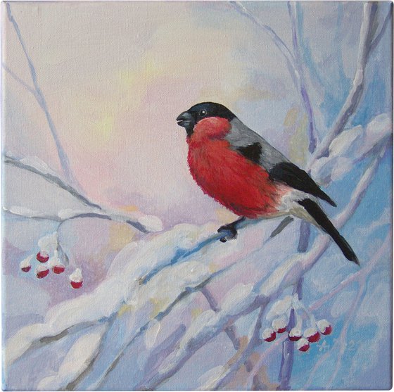 A bullfinch bird in winter