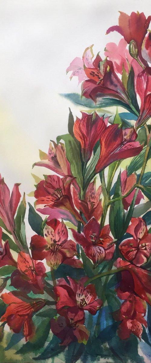 Alstroemeria flowers. by Natalia Veyner