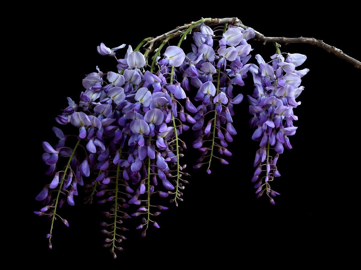 Photorealistic Botanical Photograph By Nadia Culph, 31 X 24", Wisteria, Original Artwork