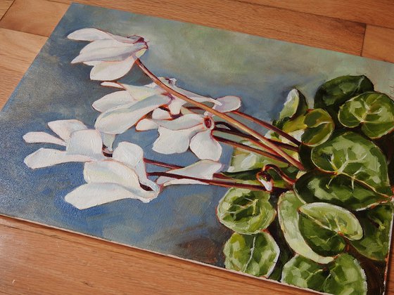 White cyclamen