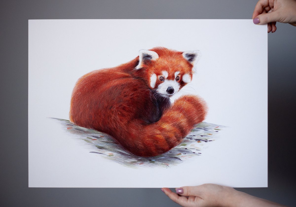 red panda pencil drawing