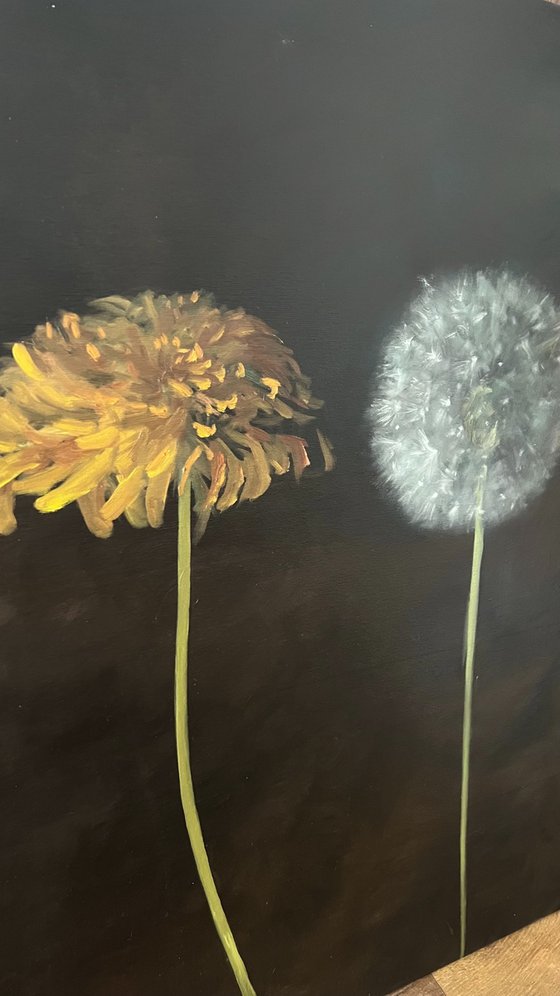 Dandelions