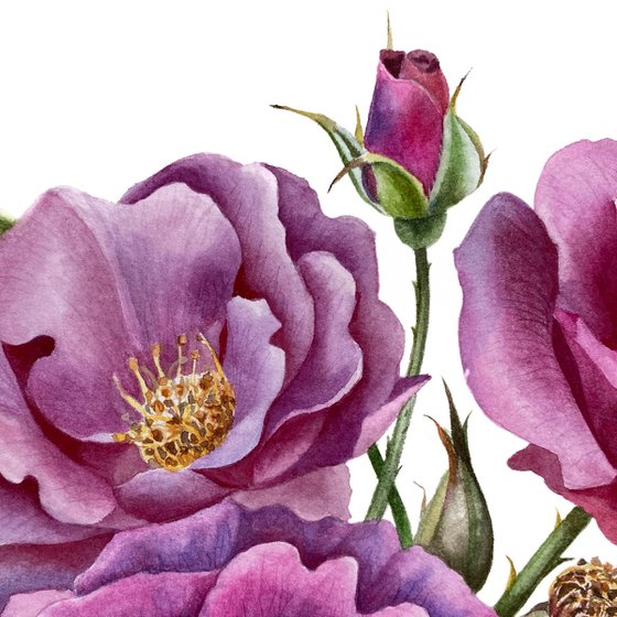 Rose ‘Rhapsody in Blue’ botanical painting