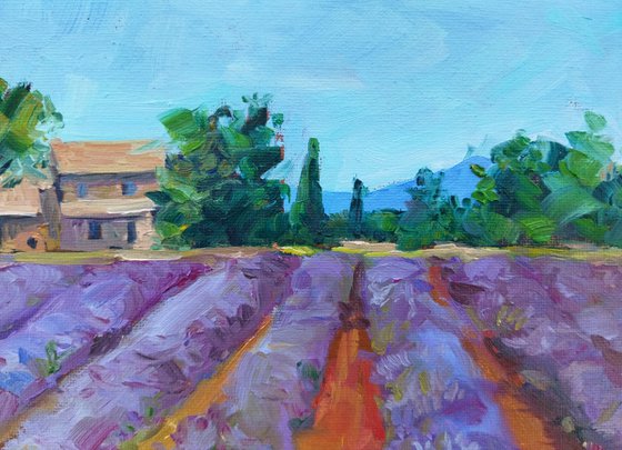 French Lavender Fields