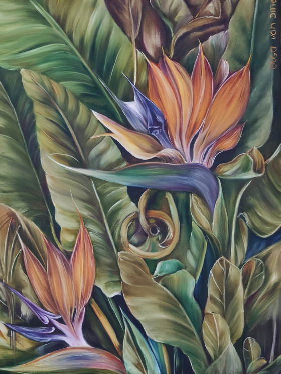 Strelitzia