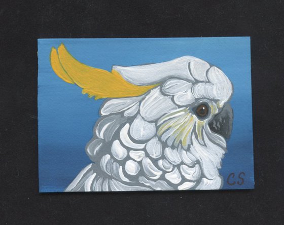 ACEO ATC Original Miniature Painting Citron Cockatoo Parrot Bird Wildlife Art-Carla Smale