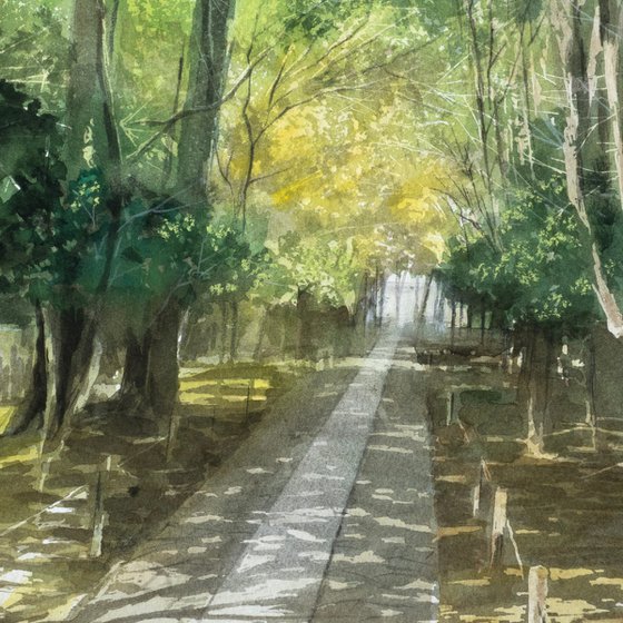 Early Summer Light on the Temple Path
