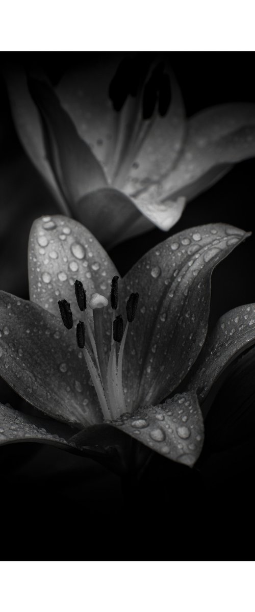 Lily Blooms Number 9 - 12x12 inch Fine Art Photography Limited Edition #1/25 by Graham Briggs