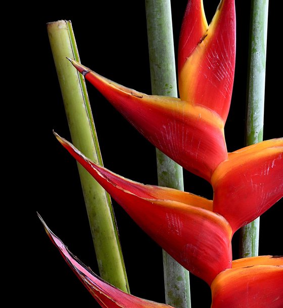 Heliconia Bihai - Macaw Flower