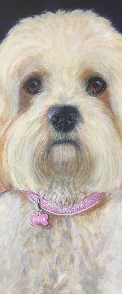 BELLA - COCKERPOO by ELAINE ASKEW