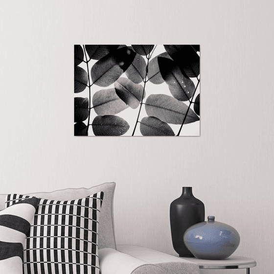 Experiments with Leaves II | Limited Edition Fine Art Print 1 of 10 | 45 x 30 cm