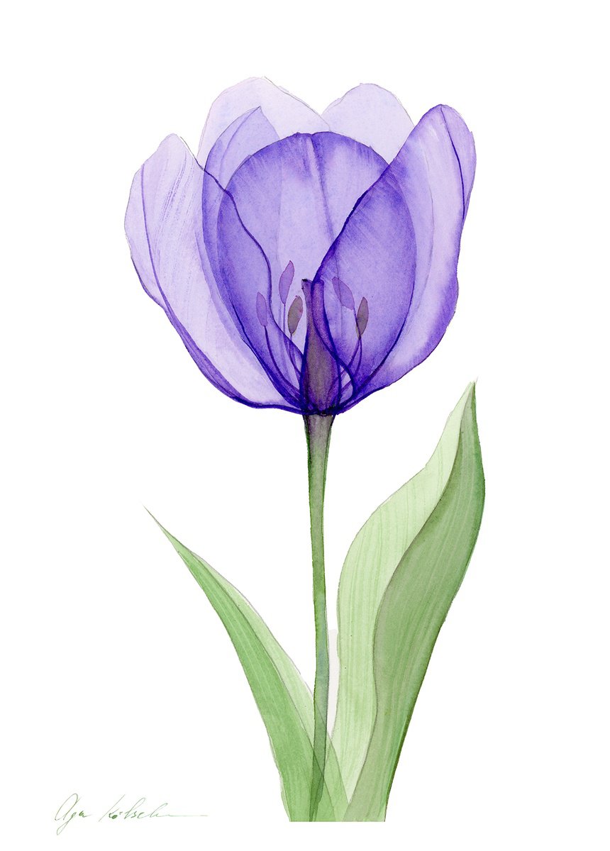 Impressionistic Botanical Watercolour By Olga Koelsch, 8 X 12", Xray Purple Tulip, Original Artwork