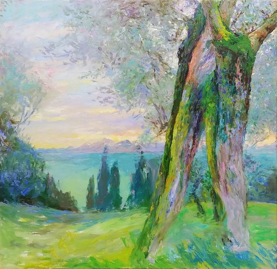 Olive grove.