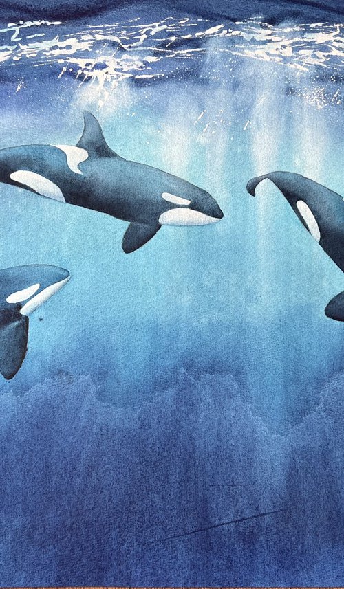 Killer whales underwater. Original artwork. by Evgeniya Mokeeva