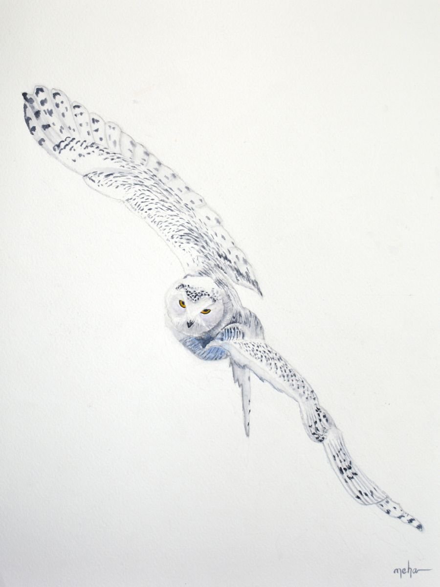 Snowy owl by Neha Soni