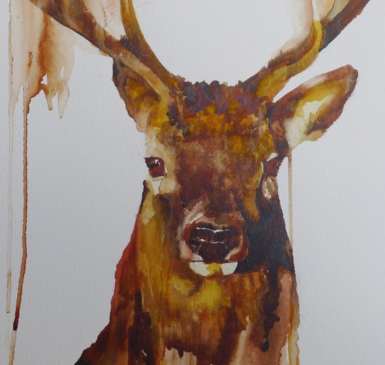 Stag Head