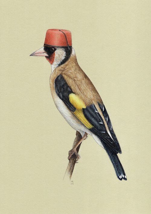 European goldfinch by Mikhail Vedernikov