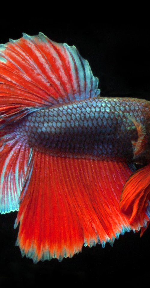 Betta 91 by MICHAEL FILONOW